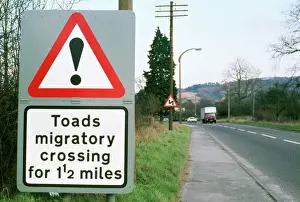 Toad Crossing Sign Print PM-4279