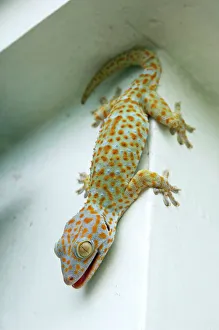 Tokay Gecko - adult on a corner of a building after night feeding on insects Tokay Gecko - adult on a corner of a building after night feeding on insects