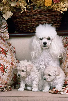 Toy Poodle Dog - with puppies Toy Poodle Dog - with puppies