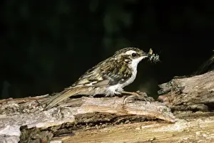 Wildlife Birds Photos Prints: Tree Creeper