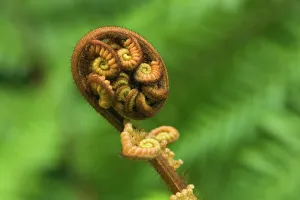 Tree Fern - unfurling leave of a tree fern. This motive, in Maori called Koru Tree Fern - unfurling leave of a tree fern. This motive, in Maori called Koru
