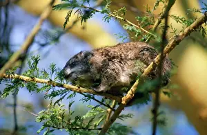 African Wildlife Photos Prints: Tree Hyrax