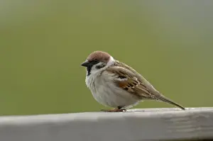 John Daniels Photographer Prints: Tree Sparrow sitting on bench