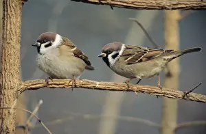 Duncan Usher Photographer Prints: Tree Sparrows - pair resting