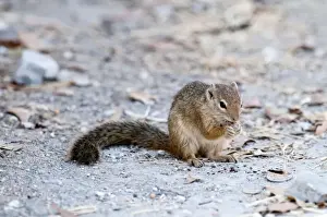 Central Africa Mammals Prints: Tree squirrel - sitting up eating - Namibia