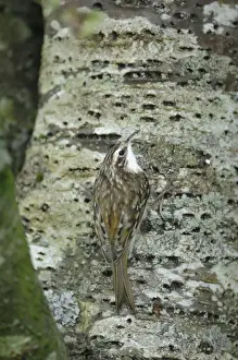 Bird On Tree Trunk Prints: Treecreeper - on tree trunk