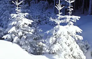 Paul Van Gaalen Artwork Prints: Trees - in snow