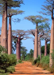 Baobab Tree Madagascar Print