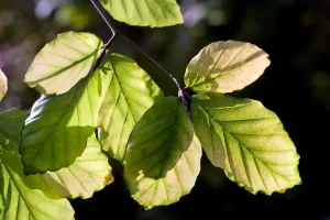 Beech Tree Leaves Prints: Beech Tree - leaves