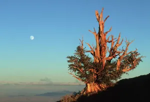 Sunsets And Sunrise Prints: Bristlecone Pine Print with Full Moon