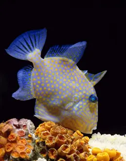 Reef Fish Species Prints: Trigger Fish