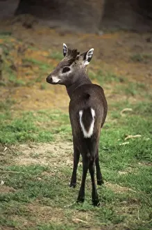 Asian Mammals Prints: Tufted Deer