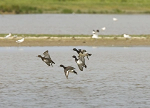 Tufted Duck - Courting males chasing female, In flight Tufted Duck - Courting males chasing female, In flight