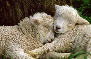 Tukidale Sheep - lambs, rasied for carpet wool Tukidale Sheep - lambs, rasied for carpet wool