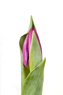 White Background Tulips Prints: Tulip - Sequence 1 of 2