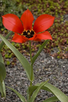 Tulipa eichleri - rare tulip from Georgia and adjacent areas of Russia Tulipa eichleri - rare tulip from Georgia and adjacent areas of Russia