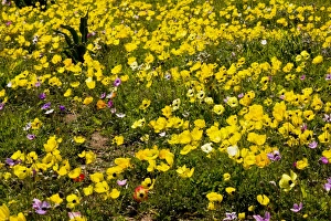 Turban Buttercups (and a few Crown Anemones) on Akrotiri Peninsula Turban Buttercups (and a few Crown Anemones) on Akrotiri Peninsula