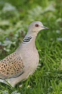 Turtle Dove - Feeding in meadow close up side view Turtle Dove - Feeding in meadow close up side view