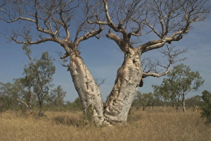 Twin Baobab Trees - Known as Boab Tree in Australia where it is the only species Twin Baobab Trees - Known as Boab Tree in Australia where it is the only species