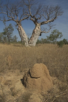 Twin Baobab Trees - and termite mound. Known as Boab Tree in Australia where it is Twin Baobab Trees - and termite mound. Known as Boab Tree in Australia where it is