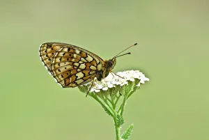 Twin-spot fritillary - Underside, resting on umbellifer Twin-spot fritillary - Underside, resting on umbellifer