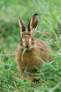 Prints of CK-3425 European Brown HARE - eating grass UK Lepus capensis europaeus Chris Knights Please note that prints are for personal display purposes only and may not be reproduced in any way. Muridae Prints: European Brown Hare Print - UK Wildlife