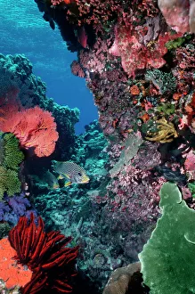 Underwater coral reef scene - Colourful marine life at depth of 12m Underwater coral reef scene - Colourful marine life at depth of 12m