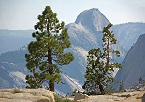 Images Dated 17th July 2005: USA -half dome seen through jeffrey's and whitebark pines. Yosemite National Park