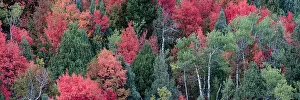 Danita Delimont Collection: USA, Wyoming. Colorful autumn foliage of the Caribou-Targhee National Forest. Date: 20-09-2020