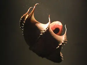 Underwater Wildlife Photos Prints: Vampire Squid. Going into pineapple defence posture. California USA