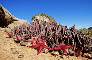 Images Dated 2005 August: Stapelia gariepensis Print, Richtersveld NP, South Africa