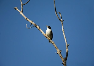 Varied Sitella / White-winged Sitella Varied Sitella / White-winged Sitella