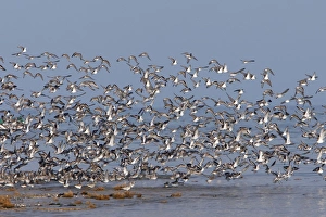 Various Waders: Dunlin - Ringed Plover - Black-tailed Godwit - Red Knot - Curlew - in Various Waders: Dunlin - Ringed Plover - Black-tailed Godwit - Red Knot - Curlew - in
