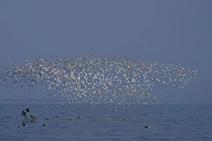Various Waders: mainly Dunlin - Ringed Plover - Black-tailed Godwit - Red Knot - Curlew Various Waders: mainly Dunlin - Ringed Plover - Black-tailed Godwit - Red Knot - Curlew
