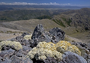 Vegetable sheep (ancient alpine cushion plants) at high altitude in the Black Birch Range Vegetable sheep (ancient alpine cushion plants) at high altitude in the Black Birch Range