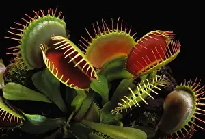 Prints of PPG-1643 Venus Flytrap - with traps wide open Dionea muscipula Pascal Goetgheluck Please note that prints are for personal display purposes only and may not be reproduced in any way. Images Dated 2007 May: Venus Flytrap Print with Open Traps