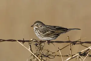 North American Birds Images Prints: Vesper Sparrow