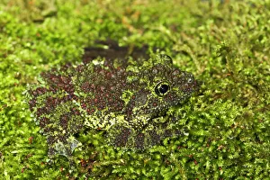 Vietnamese Mossy Frog - camouflaged in moss Vietnamese Mossy Frog - camouflaged in moss