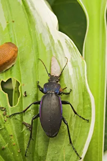 Violet Ground Beetle - eats slug on Hosta Violet Ground Beetle - eats slug on Hosta
