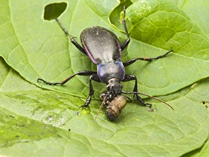 Violet Ground Beetle - feeding on leatherjacket, larvae of Cranefly / Daddy-long-legs Violet Ground Beetle - feeding on leatherjacket, larvae of Cranefly / Daddy-long-legs