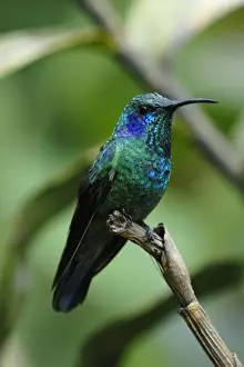 Unique Bird Species Pictures Prints: Violet sabrewing