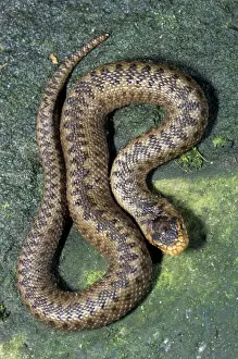European Adder Species Prints: Viper / Adder - Belgium