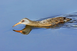 Virginia Rail Virginia Rail