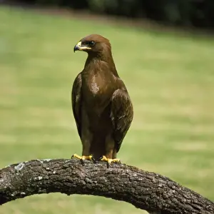 Bird Photography Artwork Prints: Wahlberg's Eagle