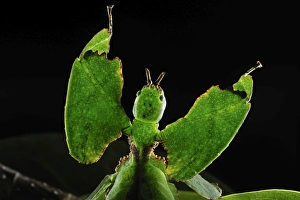 Walking Leaf / Leaf Insect - at the cloudforest Walking Leaf / Leaf Insect - at the cloudforest