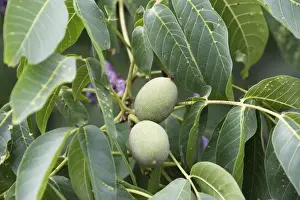 Walnut Tree Prints: Walnut tree - fruit