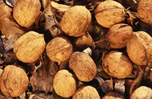 Edible Nuts Prints: Walnuts - on soil