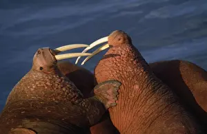 Wildlife Coastal Scenes Prints: Walruses - close-up