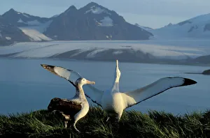 Wandering Albatross - Courtship display Wandering Albatross - Courtship display
