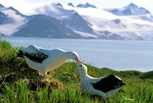 Wandering Albatross - Pair preening (part of courtship behaviour) Wandering Albatross - Pair preening (part of courtship behaviour)